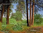 Illustration of plants native to the palouse