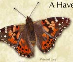 Illustration of painted lady butterfly