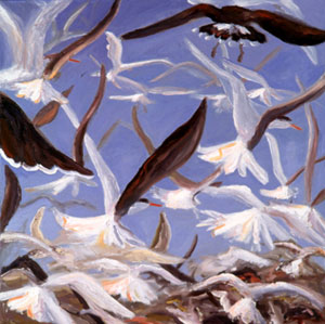 Terns and Gulls