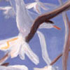 Terns and Gulls